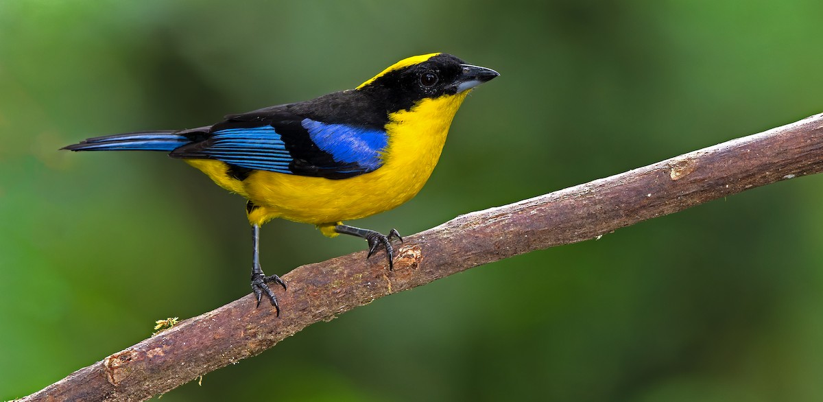 Blue-winged Mountain Tanager - ML619732173