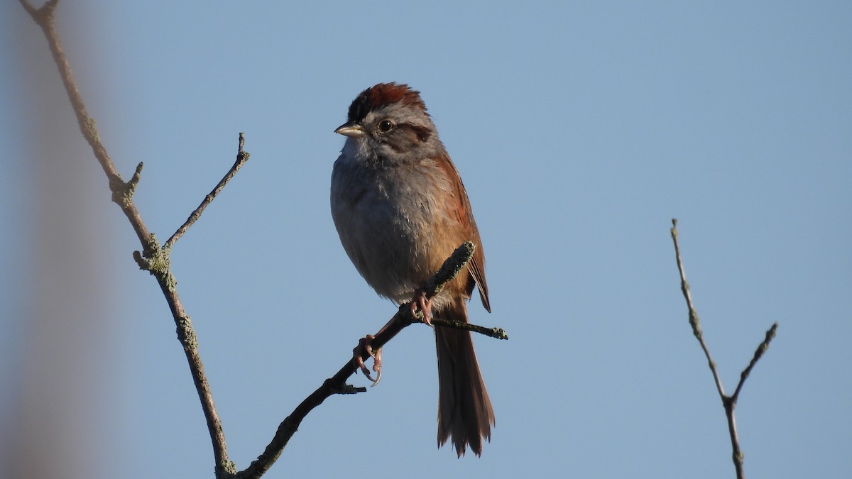 Swamp Sparrow - ML619732194