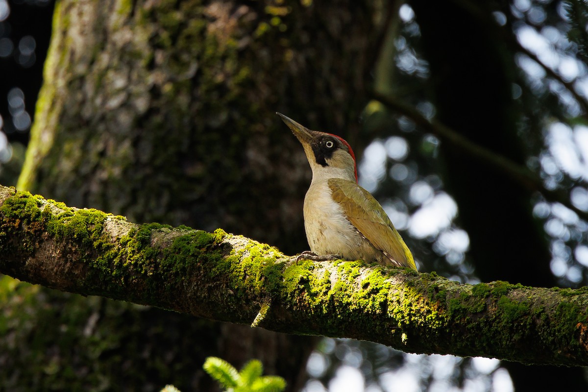 Eurasian Green Woodpecker - ML619732201