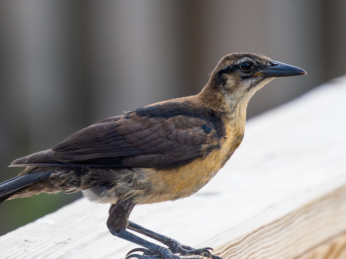 Boat-tailed Grackle - ML619732211