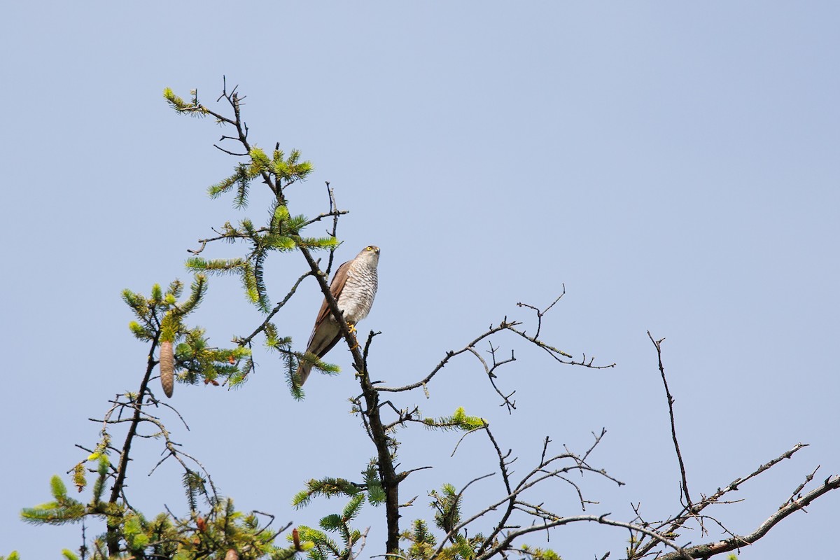 Eurasian Sparrowhawk - ML619732237