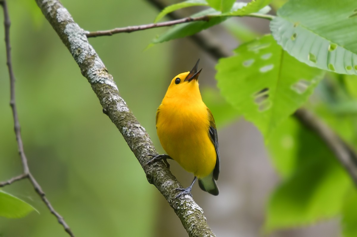 Prothonotary Warbler - ML619732239