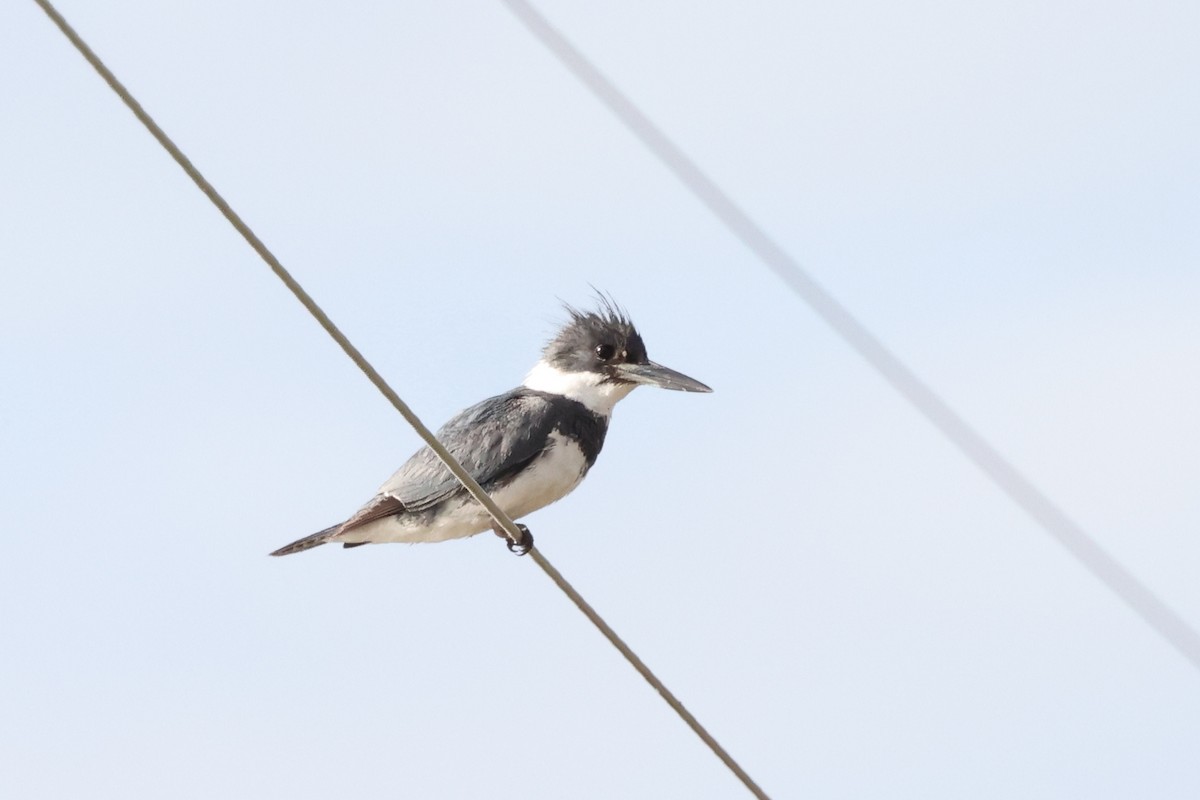 Belted Kingfisher - ML619732240