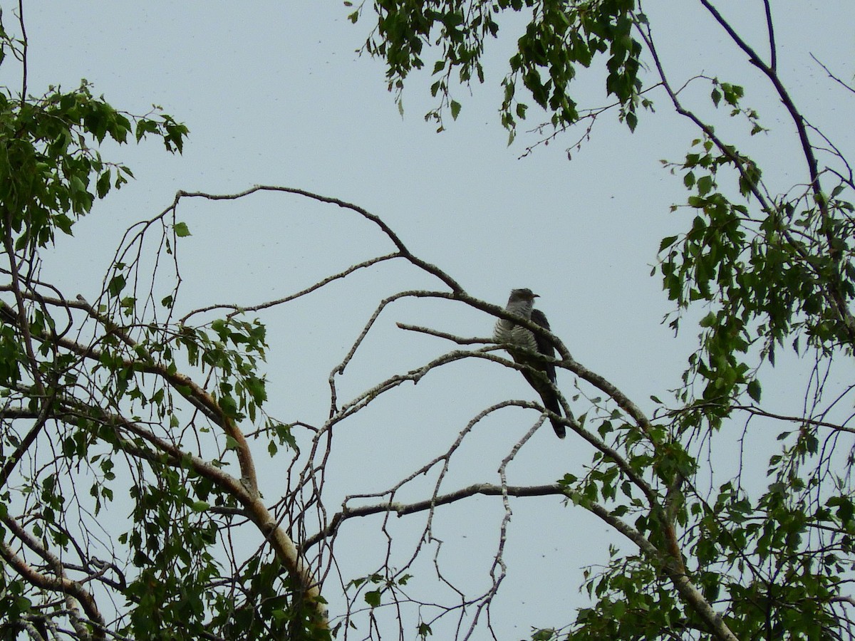 Common Cuckoo - ML619732258