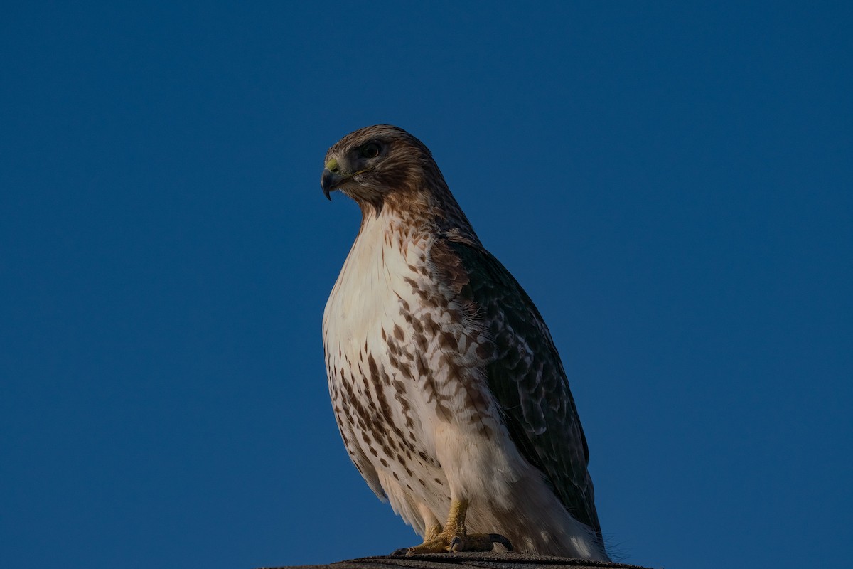 Red-tailed Hawk - ML619732327