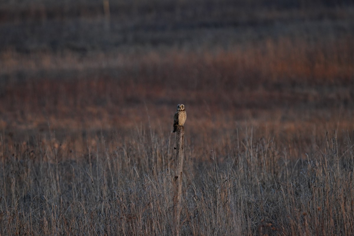 Short-eared Owl - ML619732353