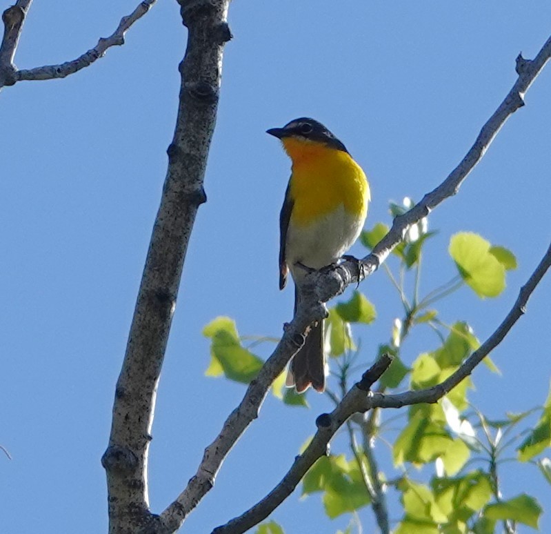 Yellow-breasted Chat - ML619732357