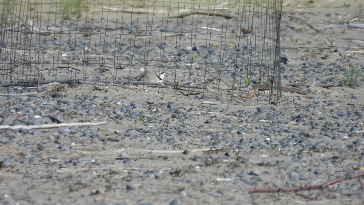 Piping Plover - ML619732364
