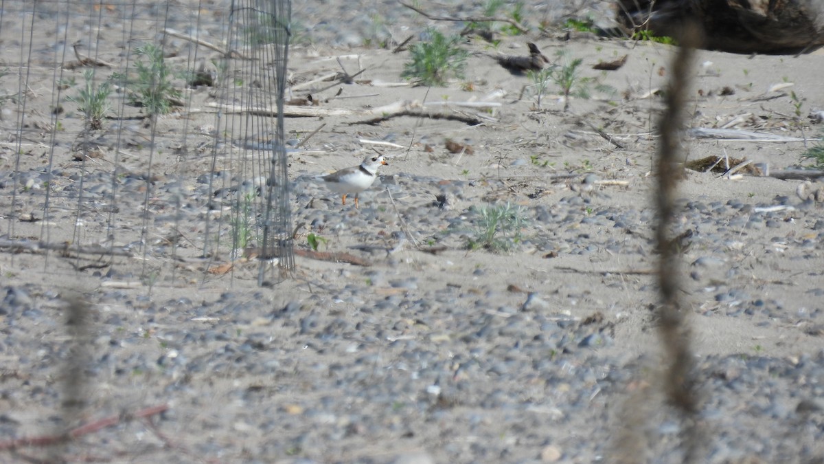 Piping Plover - ML619732365