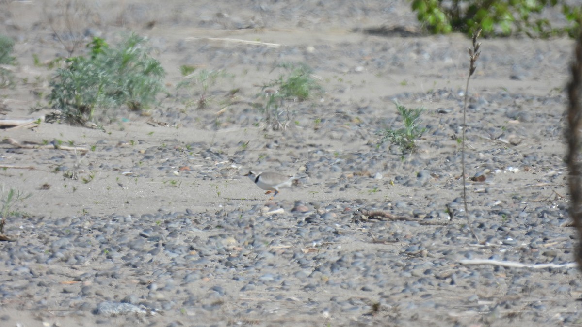 Piping Plover - ML619732366