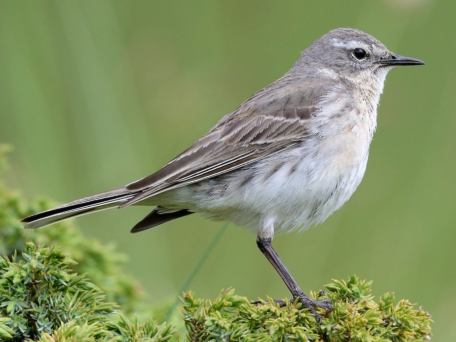 Water Pipit - ML619732421