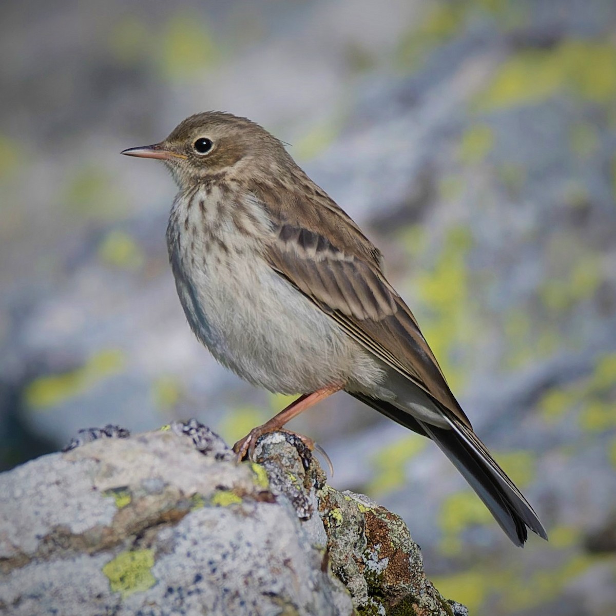 Water Pipit - ML619732422