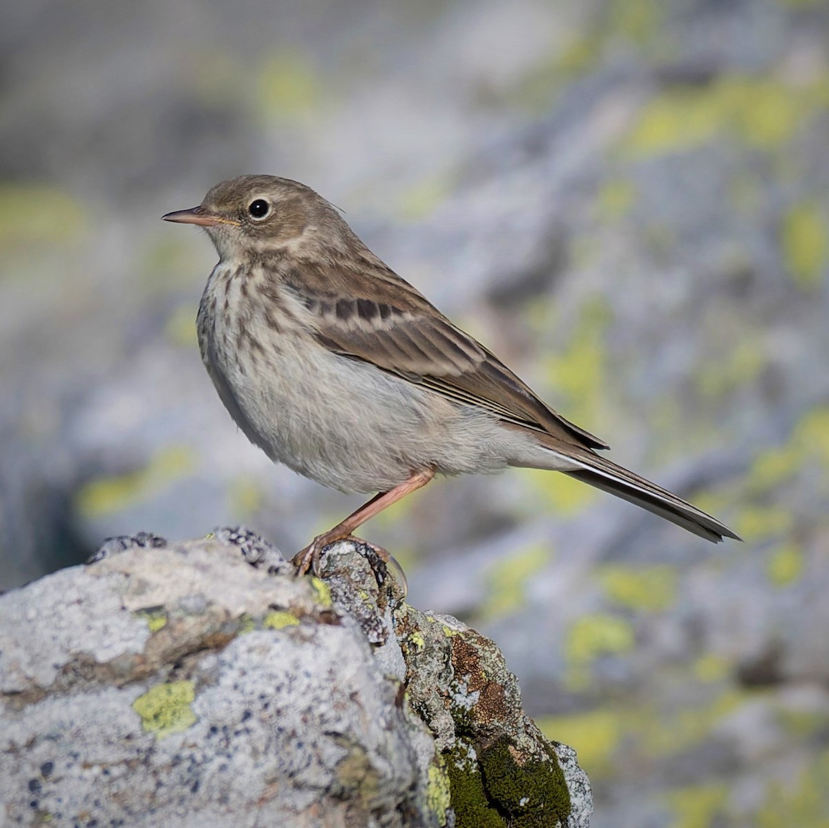 Water Pipit - ML619732423