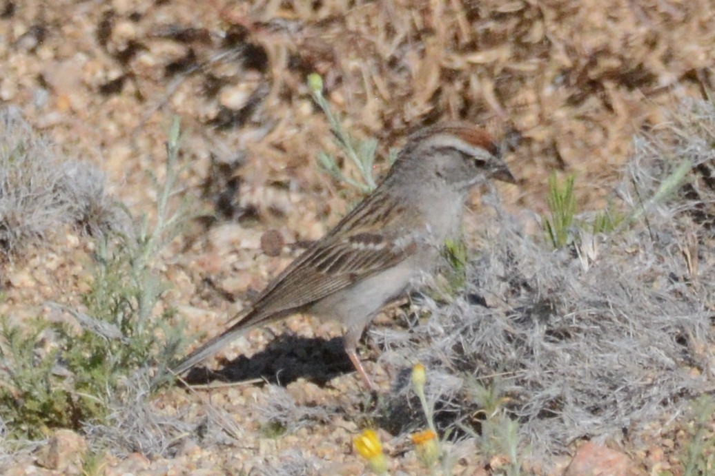 Chipping Sparrow - ML619732498