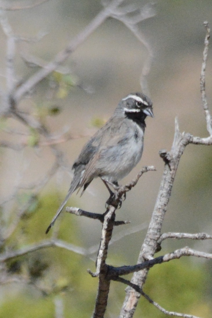 Black-throated Sparrow - ML619732574