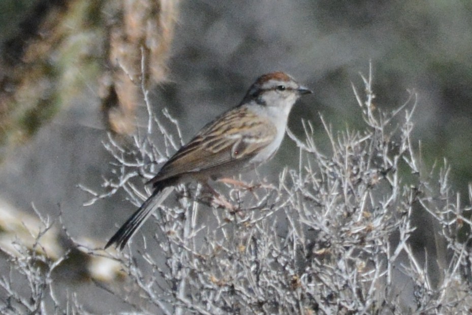 Chipping Sparrow - ML619732586