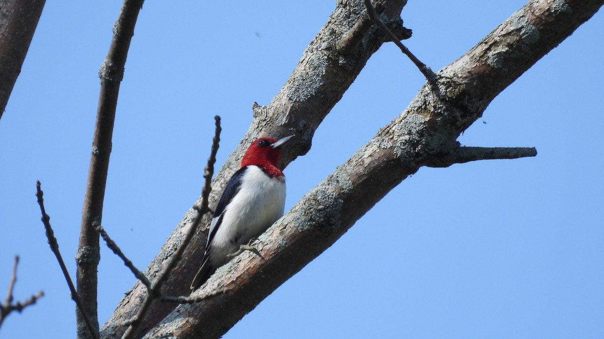 Red-headed Woodpecker - ML619732593