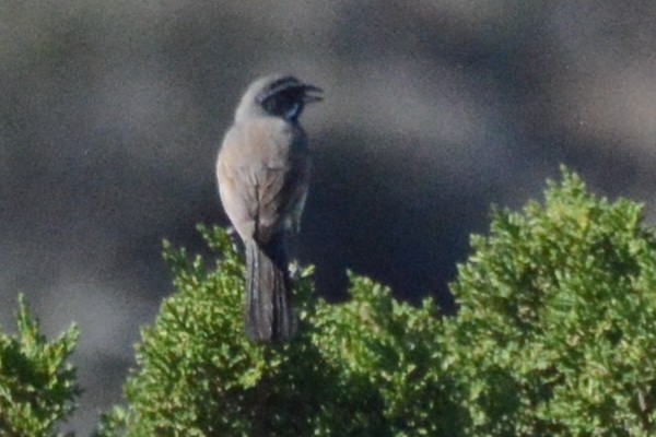 Black-throated Sparrow - ML619732619