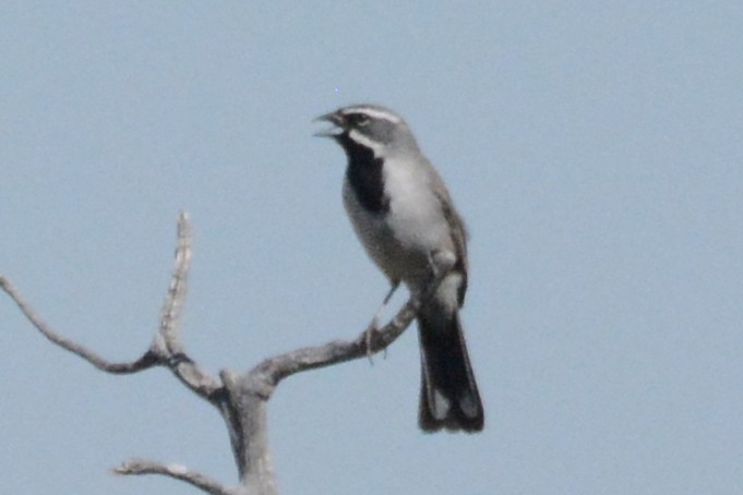 Black-throated Sparrow - ML619732653