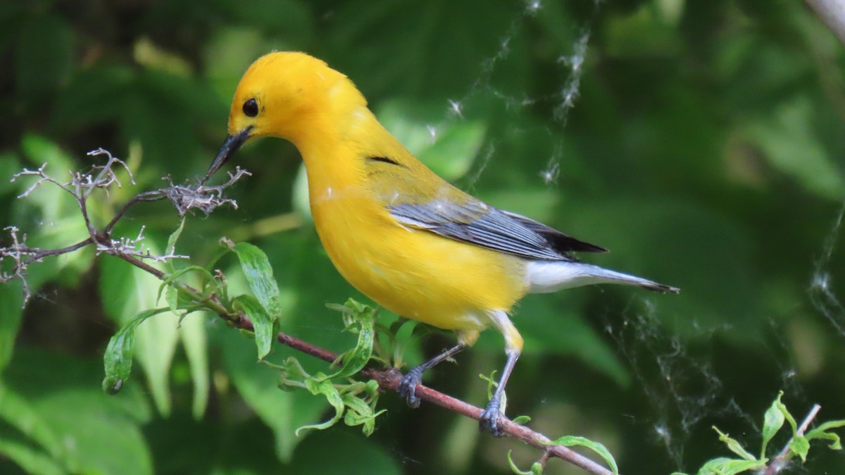 Prothonotary Warbler - ML619732686