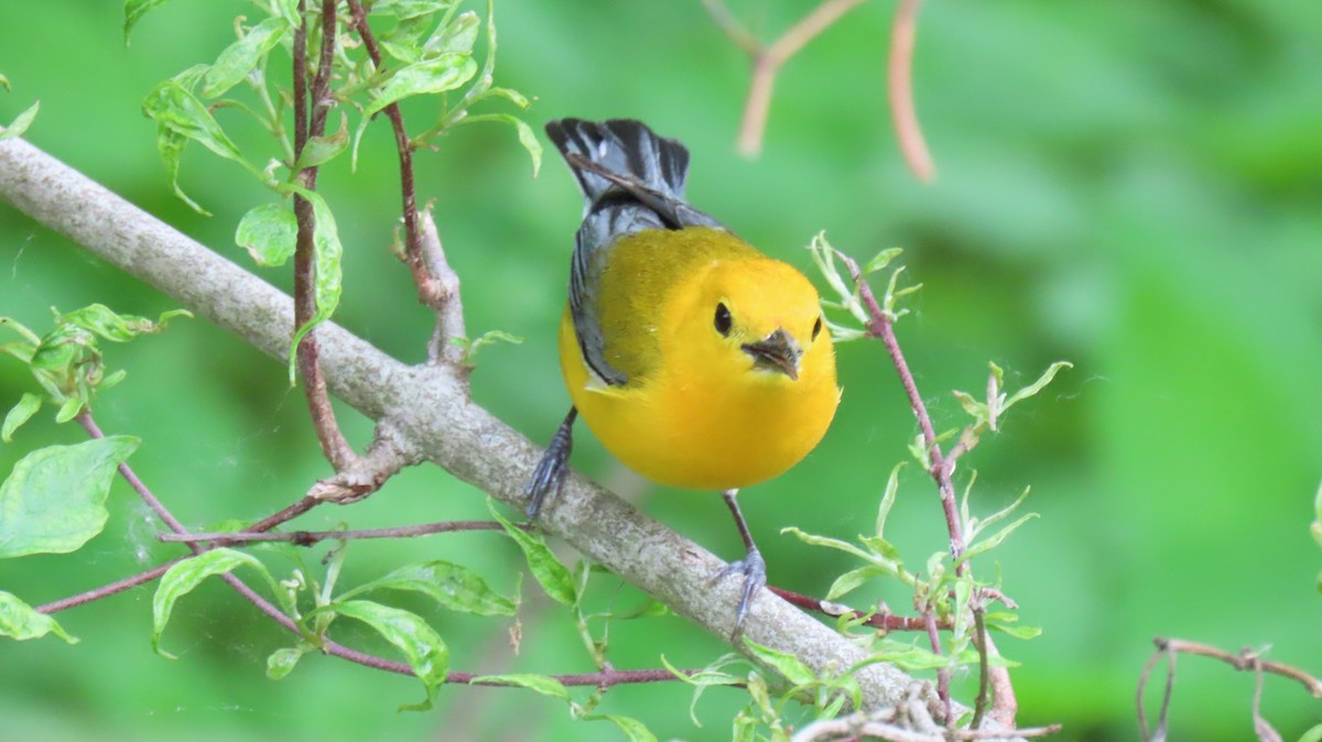 Prothonotary Warbler - ML619732692