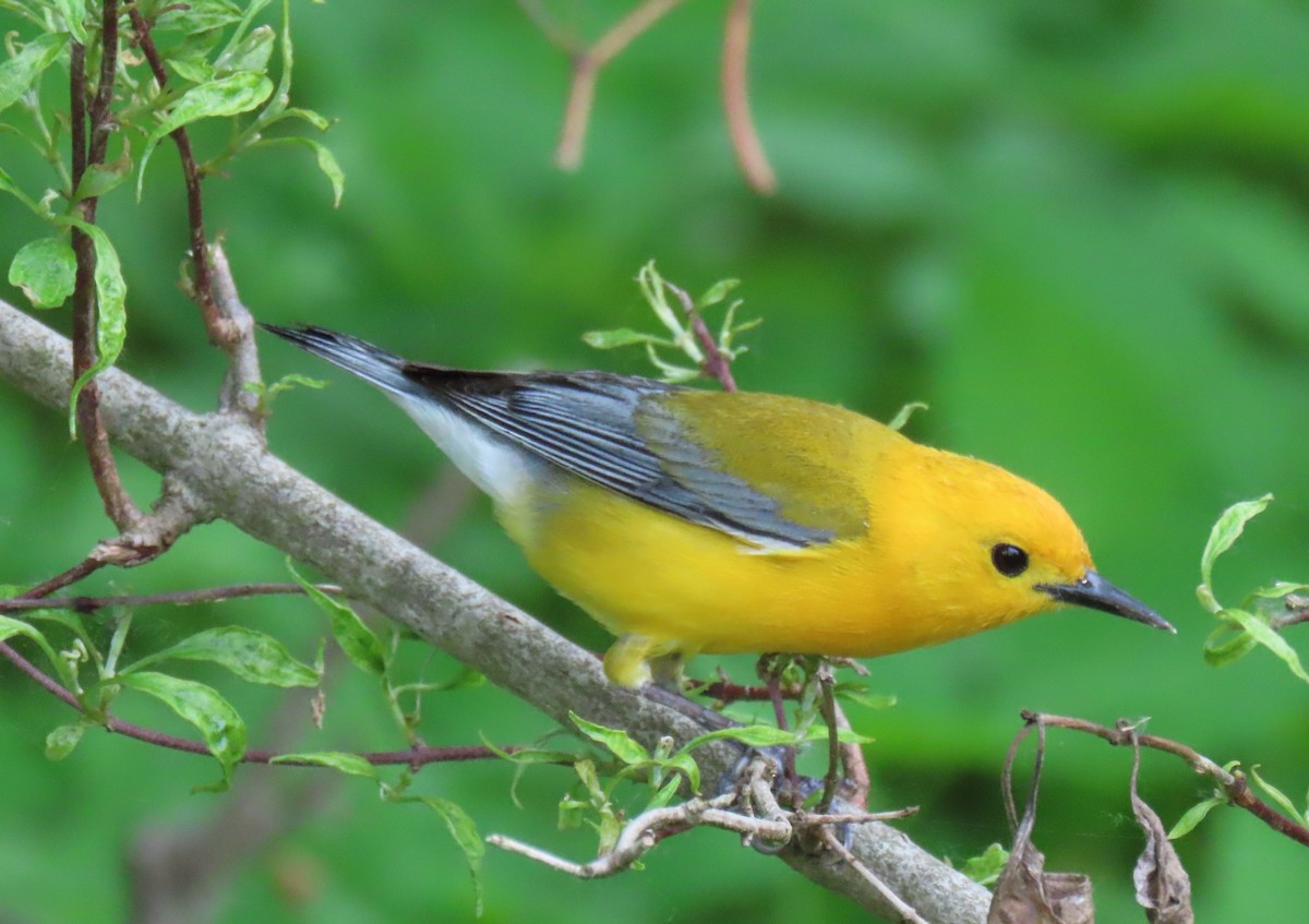Prothonotary Warbler - ML619732698