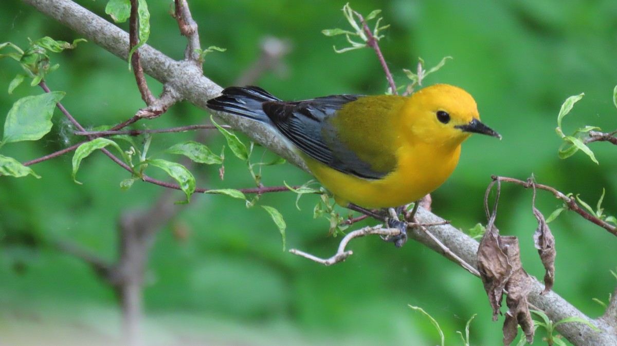 Prothonotary Warbler - ML619732705