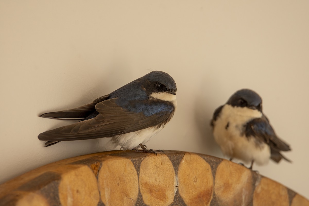Blue-and-white Swallow - ML619732754