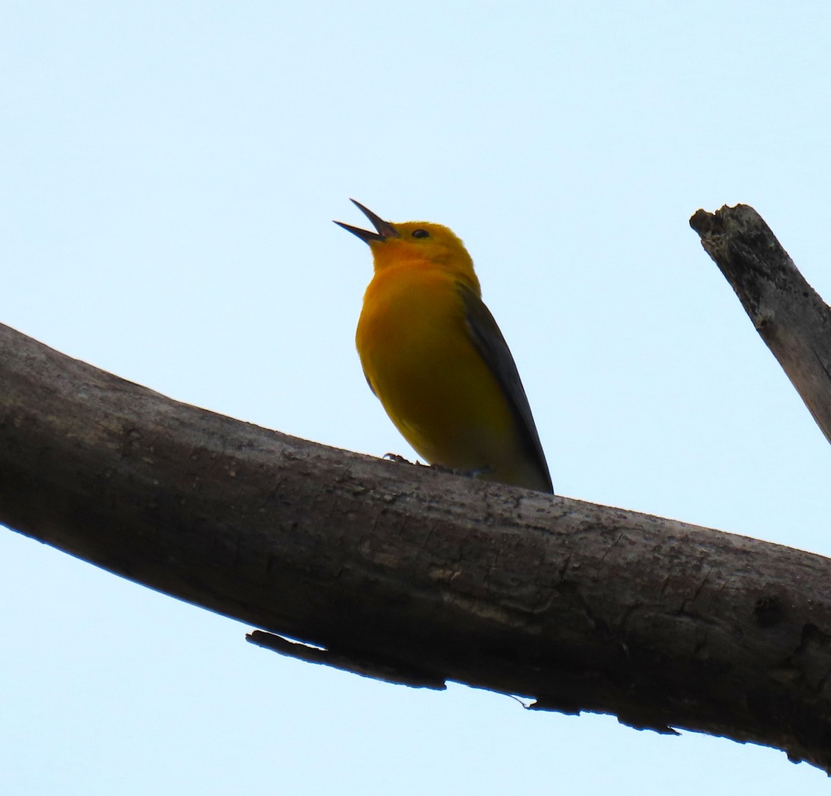 Prothonotary Warbler - ML619732762