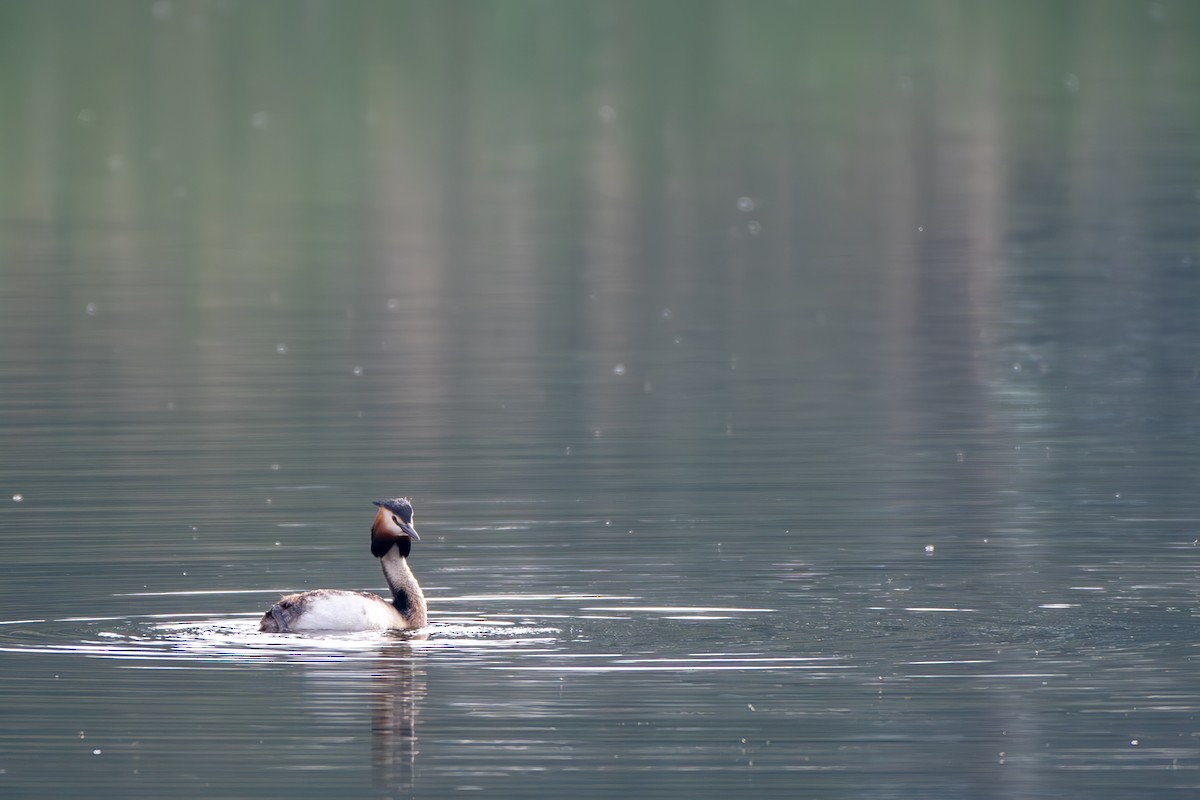 Great Crested Grebe - ML619732763