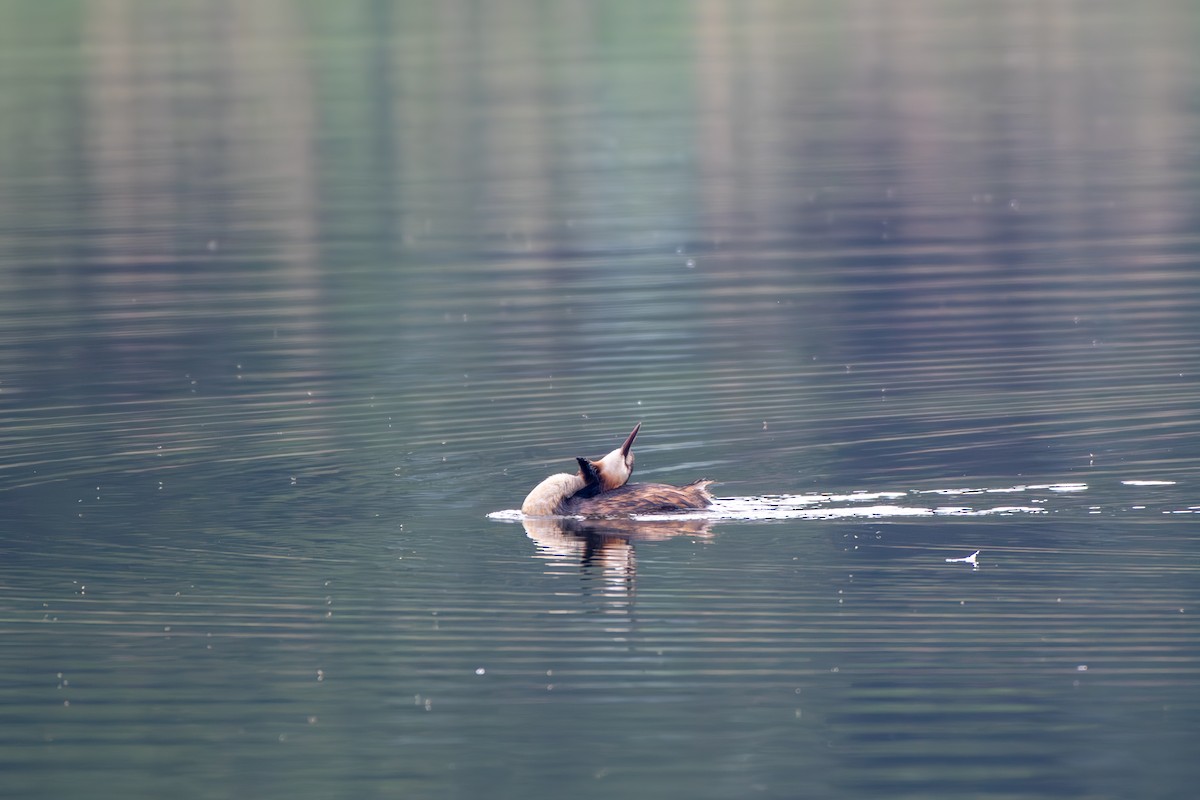 Great Crested Grebe - ML619732764