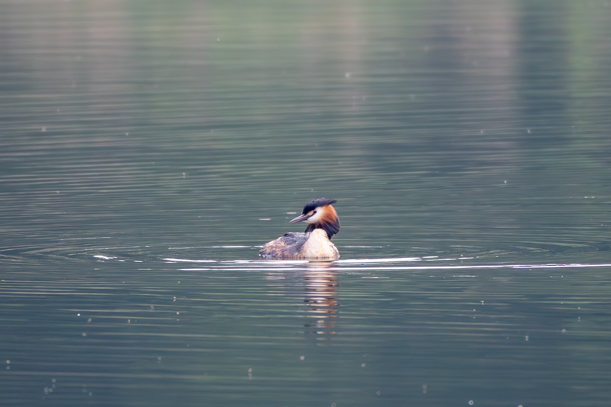 Great Crested Grebe - ML619732765