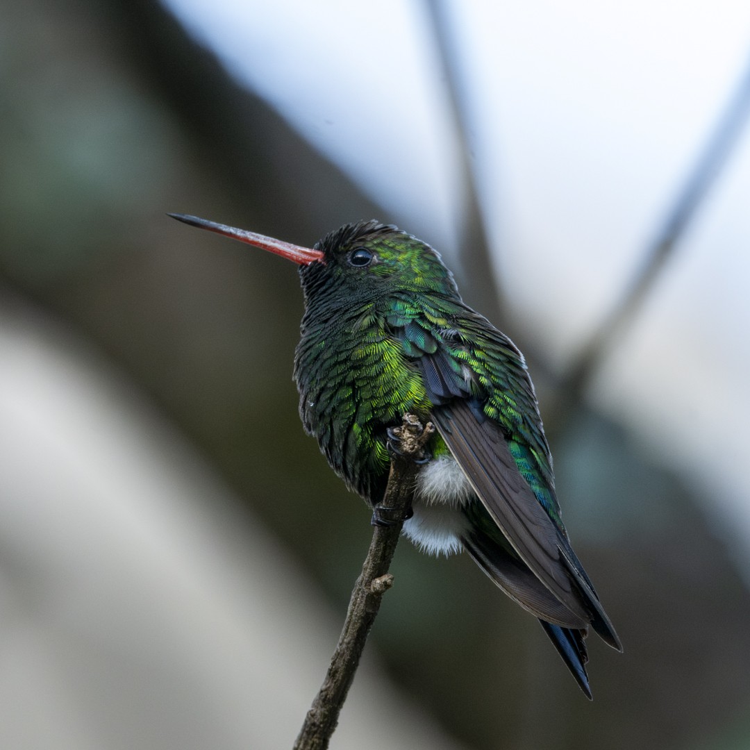 kolibřík lesklobřichý - ML619732824
