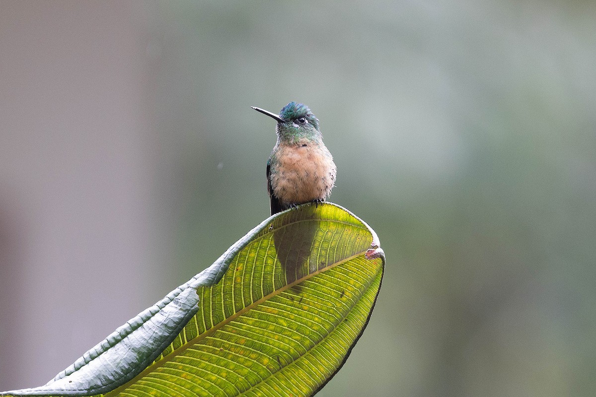 Long-tailed Sylph - ML619732863