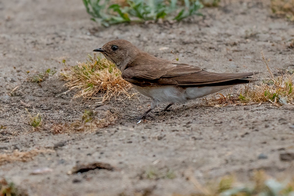 Northern Rough-winged Swallow - ML619732876