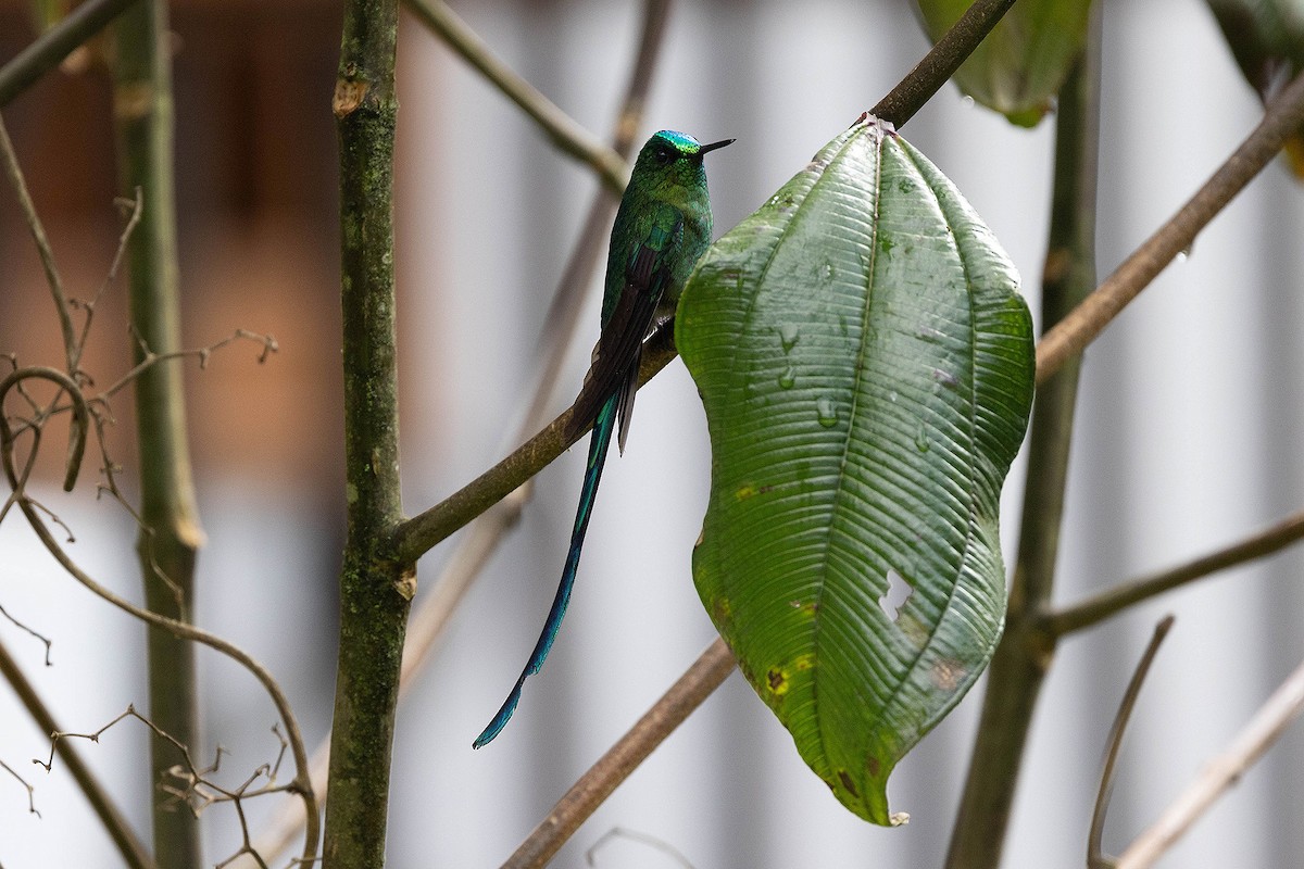 Long-tailed Sylph - ML619732880