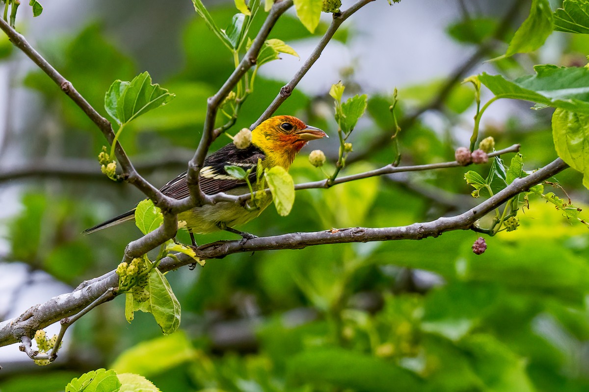 Western Tanager - ML619732919