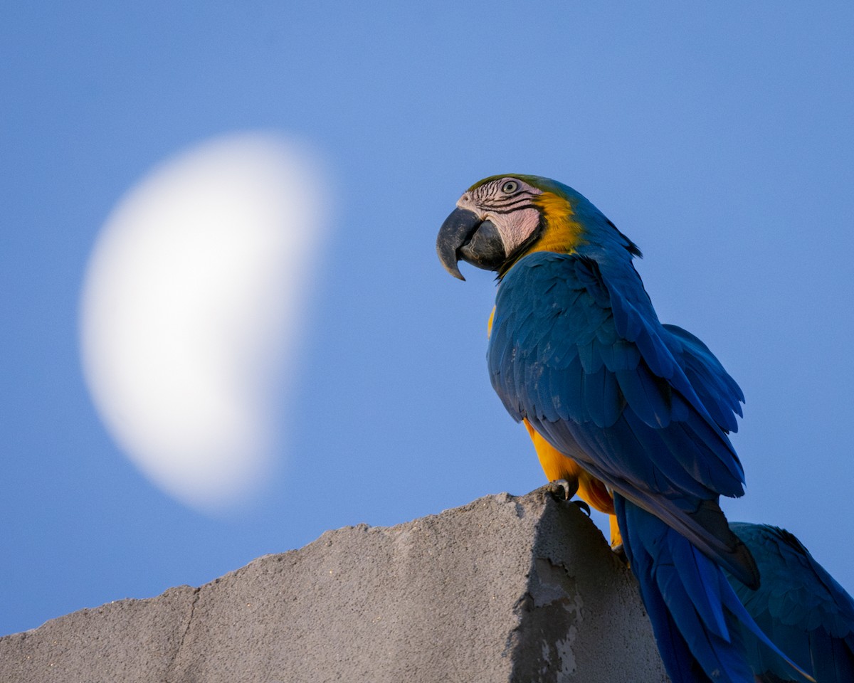 Blue-and-yellow Macaw - ML619732922
