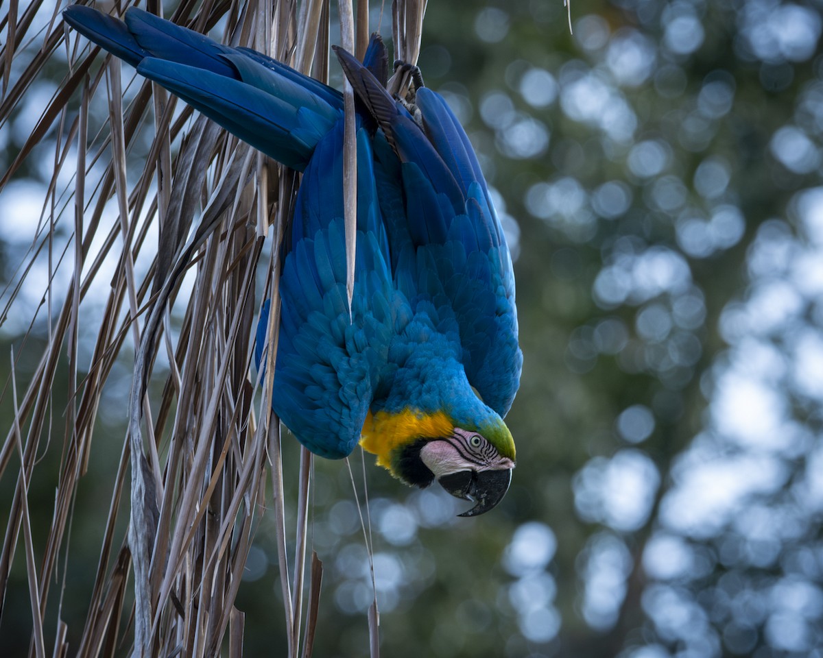 Blue-and-yellow Macaw - ML619732923