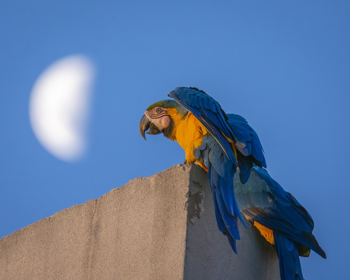 Blue-and-yellow Macaw - ML619732924