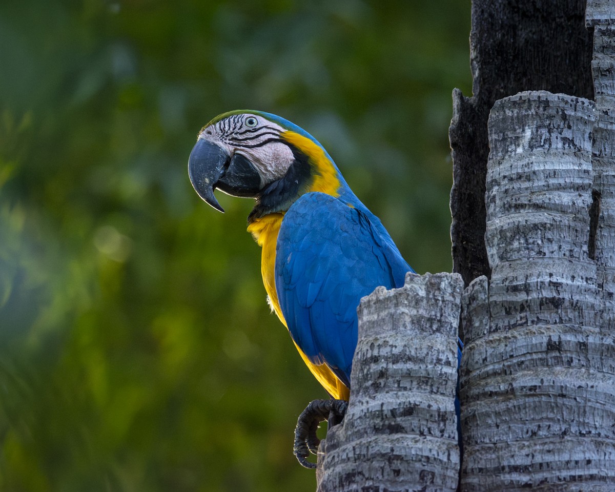 Blue-and-yellow Macaw - ML619732925