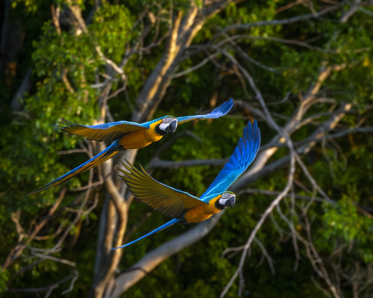 Blue-and-yellow Macaw - ML619732926