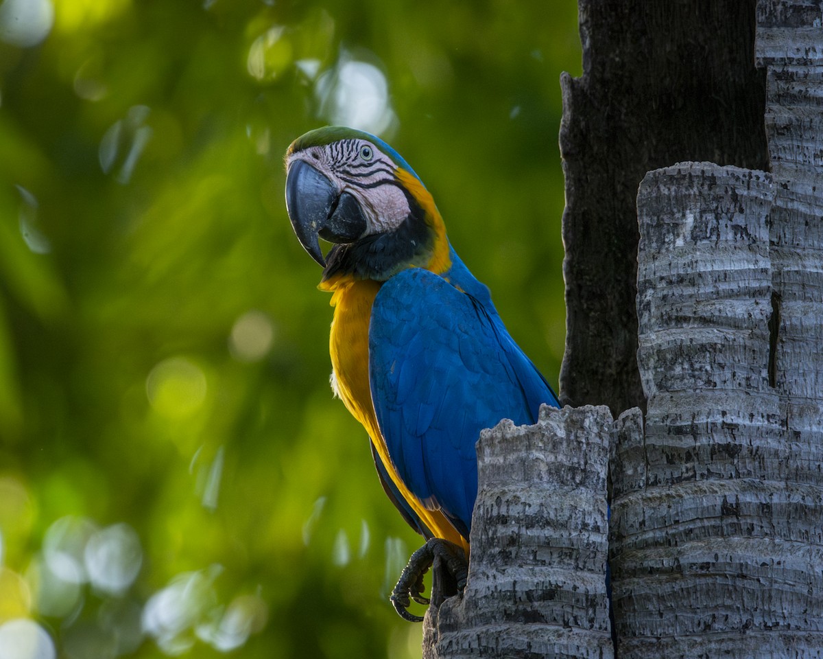 Blue-and-yellow Macaw - ML619732927
