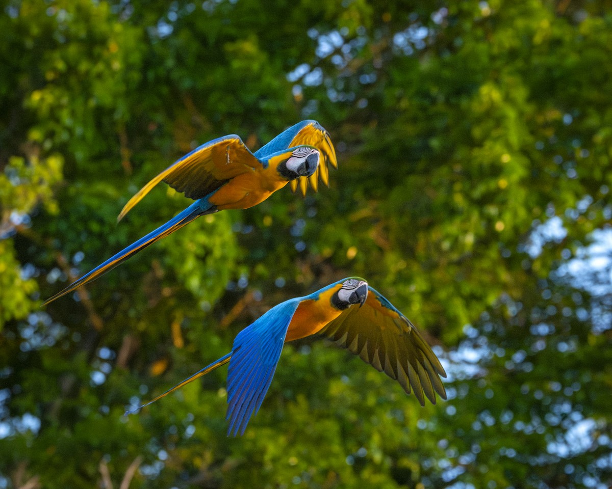 Blue-and-yellow Macaw - ML619732928