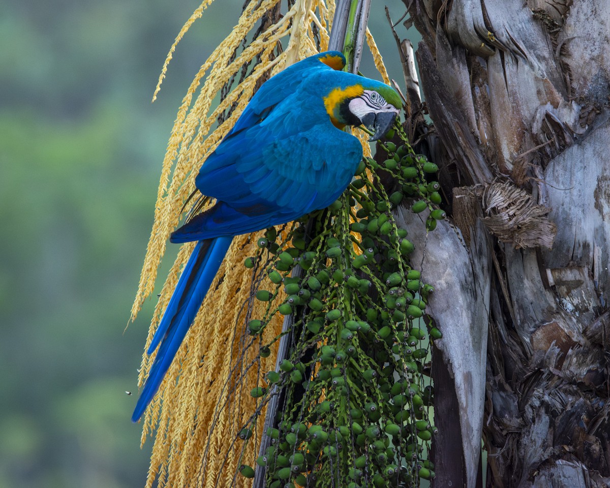 Blue-and-yellow Macaw - ML619732929