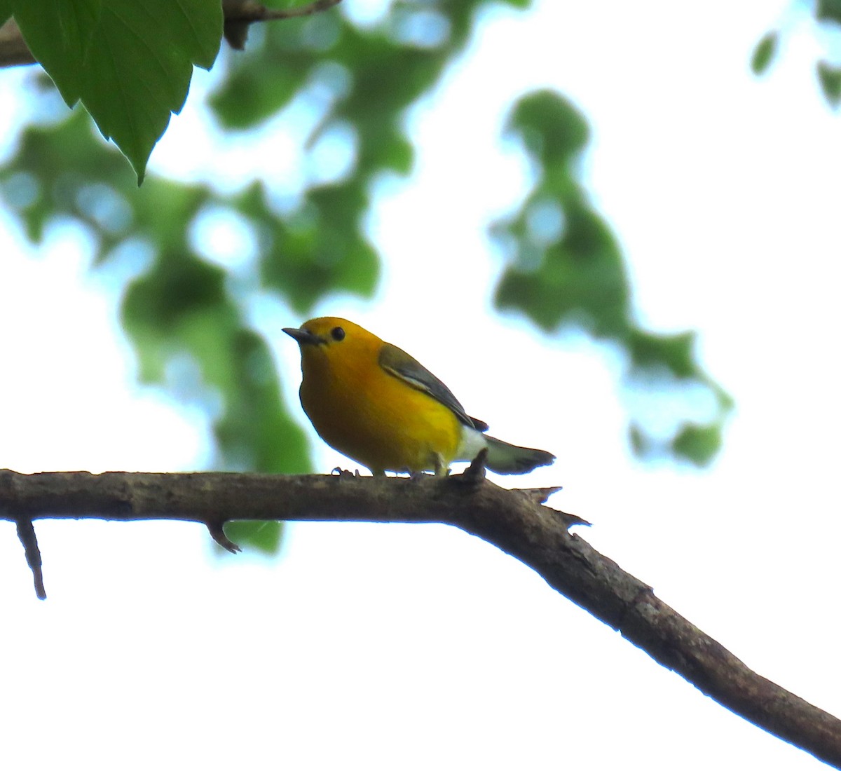 Prothonotary Warbler - ML619732953