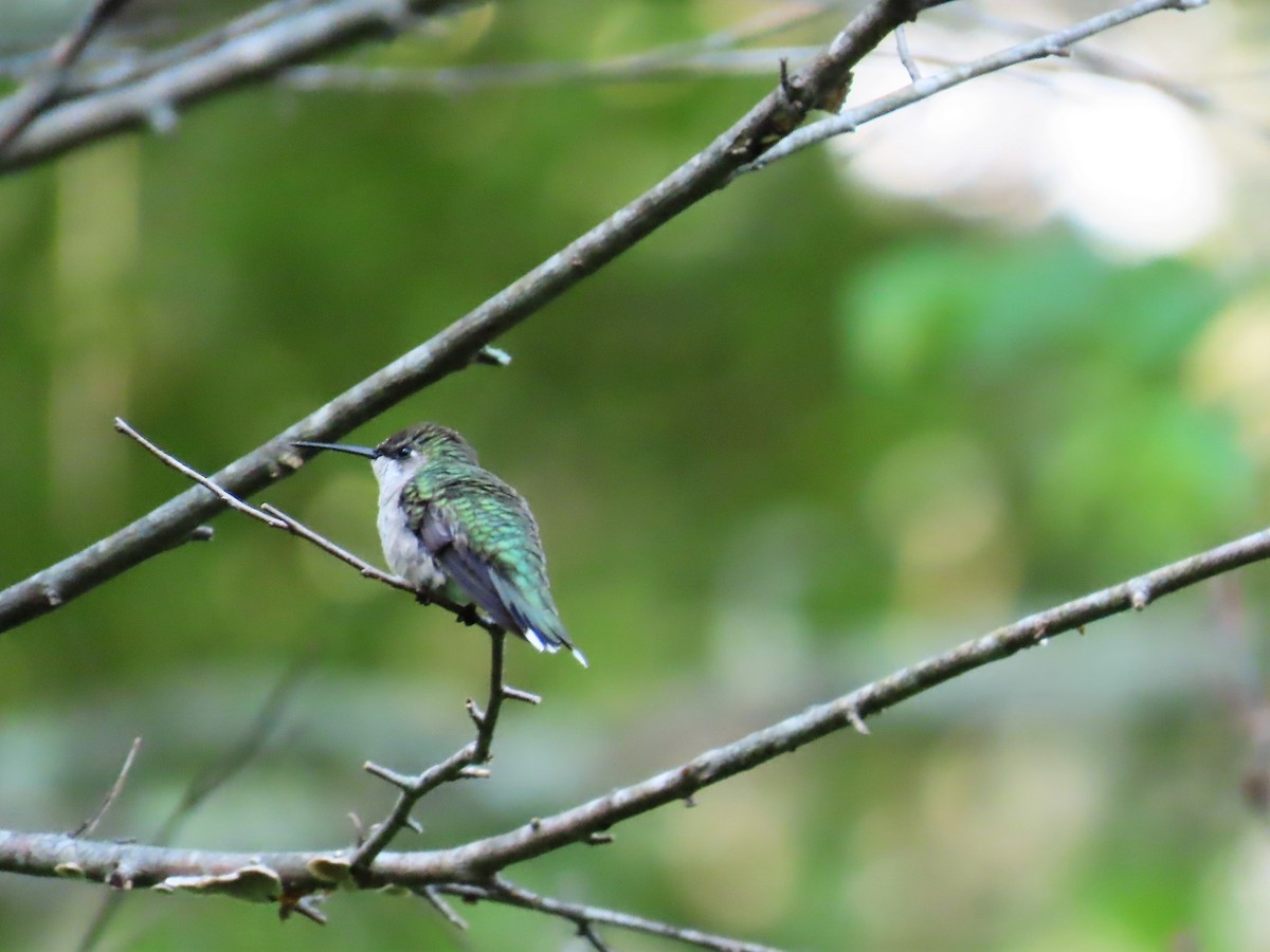 Ruby-throated Hummingbird - ML619732958