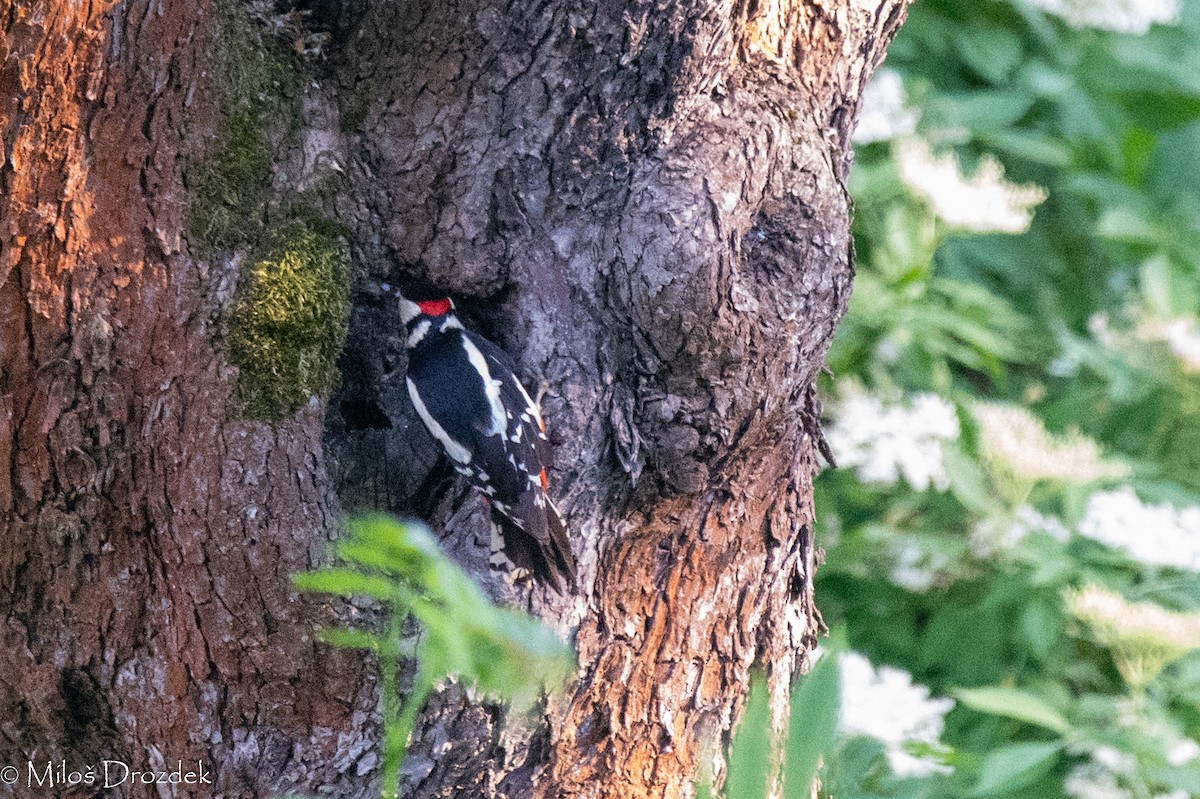 Great Spotted Woodpecker - ML619733170