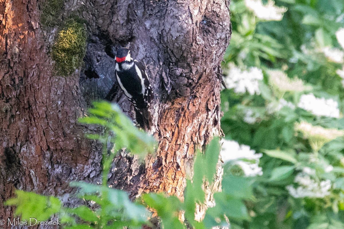 Great Spotted Woodpecker - ML619733171