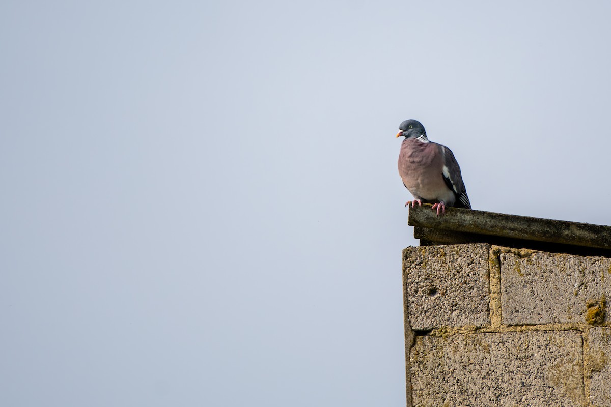 Common Wood-Pigeon - ML619733177